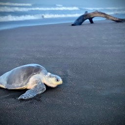 Olive Ridley Turtle ‘Arribada’
