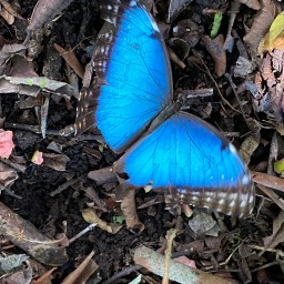 My Favourite Rainforest Creatures – Quetzels, Monkeys to Deadly Snakes and Frogs!